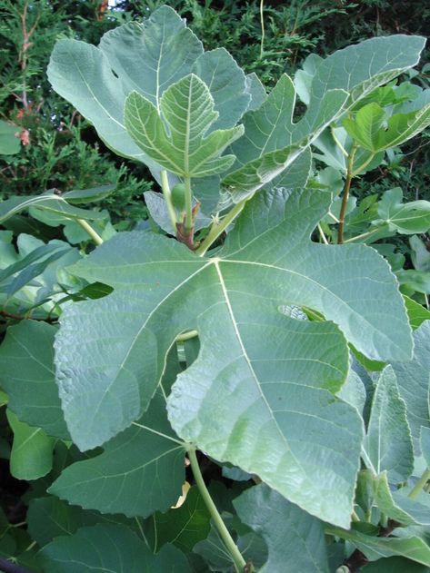 How To Eat Figs, Fig Leaf Tea, Fruit Tree Garden, Green Fig, Foraged Food, Fig Leaf, Fig Recipes, Garden Vegetable, Summer Menu