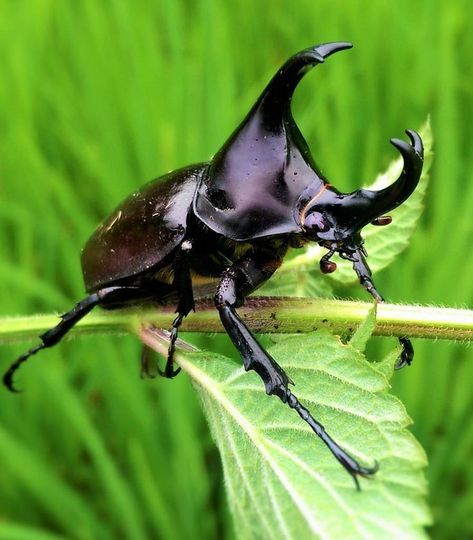 Rhinoceros Beetle, Black Beetle, Rhino Beetle, Insect Photography, Beetle Insect, Cool Bugs, Stag Beetle, Beautiful Bugs, Creepy Crawlies