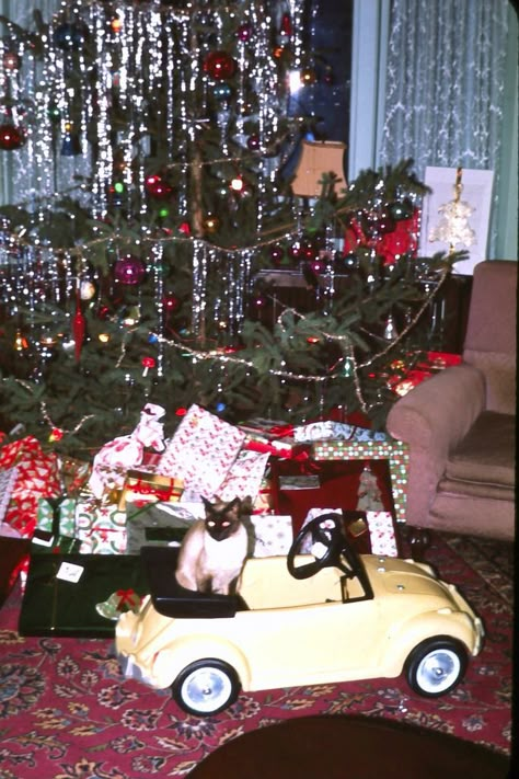 These funny vintage photos show how dogs and cats greeting Christmas in the past. Funny Vintage Pictures, Old Time Christmas, Vintage Christmas Photos, Vintage Xmas, Christmas Memories, Old Christmas, Pictures Of Dogs, Old Fashioned Christmas, Christmas Memory