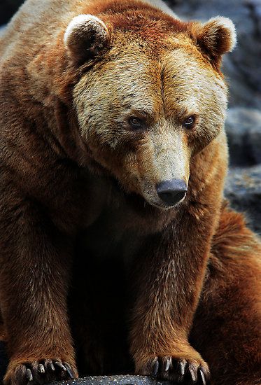 My facial expression when June wakes me up and I want to backhand her Bear Photo Reference, Grizzly Bear Photos, Bear Wildlife Photography, Grizzly Bear Standing, Golden Bear, Eurasian Brown Bear, Grizzly Bears, Brown Bears, Bear Hugs