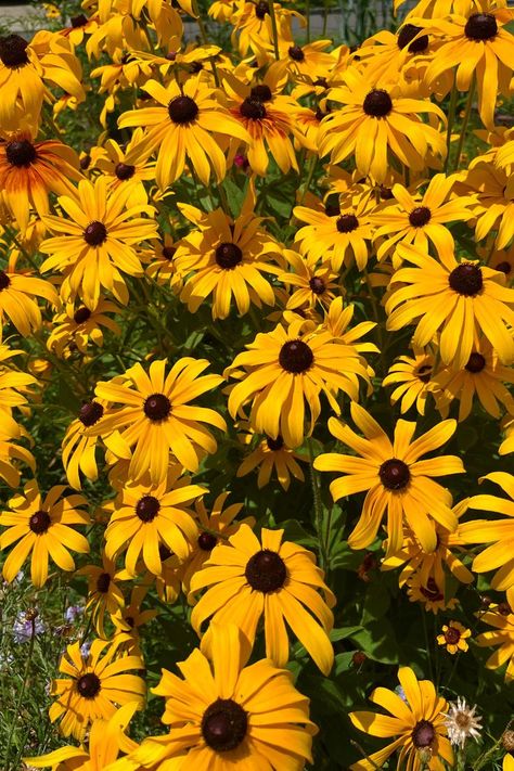 black-eyed susan black eyed susan yellow flowers garden Yellow Flowers Garden, Black Eyed Susan Flower, Susan Black, Black Eyed Susan, Black Eyed, Flowers Garden, Eye Black, Yellow Flowers, Flower Garden