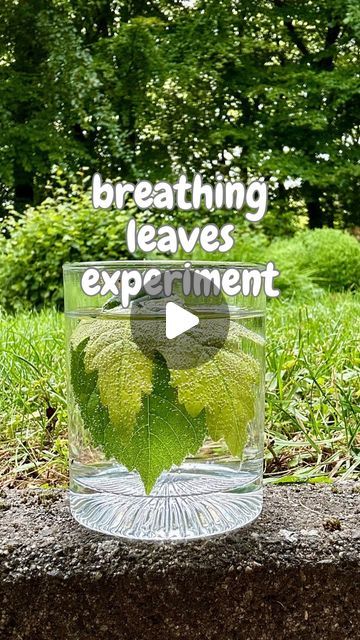 How Does A Leaf Breathe Experiment, Plant Experiments For Kids, Food Experiments For Kids, Plants Experiment, Earth For Kids, Plant Experiments, Water Experiments, Planting For Kids, Food Experiments