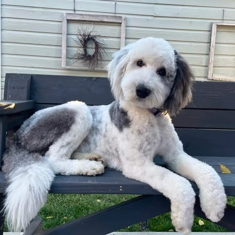 Aussiedoodle Puppy Haircut, Shaved Bernedoodle, Sheepadoodle Summer Haircut, Pyredoodle Haircuts, Doodle Haircut Styles Short, Short Doodle Cuts, Doodle Summer Cut, Summer Doodle Haircut, Sheepadoodle Haircut Styles