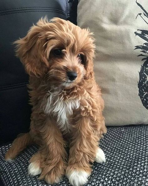 This little dog is such a cutie with nice curly hair. This dog has golden brown curly hair! Cavapoo Puppies, Hypoallergenic Dogs, Border Terrier, Dog Wallpaper, Cute Dogs And Puppies, Cane Corso, Goldendoodle, Australian Shepherd, Doberman