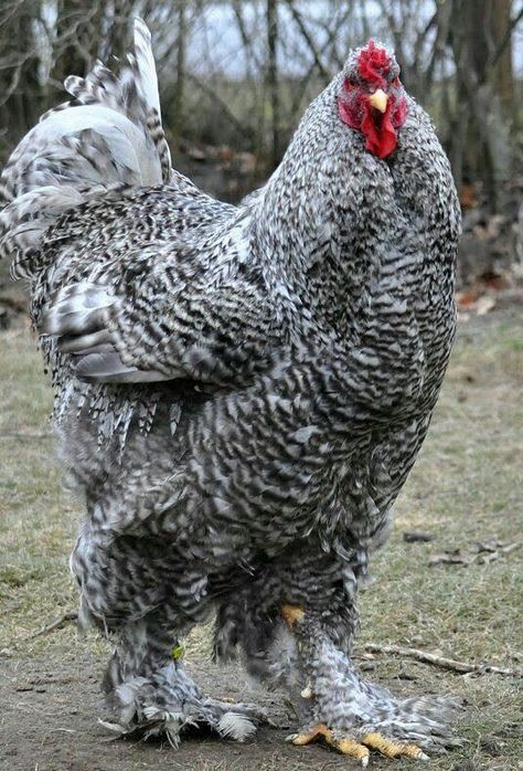 Brahma Chicken, Rooster Breeds, Giant Chicken, Regnul Animal, Chicken Pictures, Fancy Chickens, Urban Chickens, Beautiful Chickens, Hen Chicken