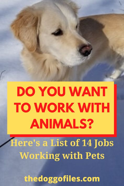 Jobs Working With Animals, Careers With Animals, Animal Jobs Career, Animal Careers, Jobs With Animals, Animal Jobs, Working Dog Breeds, Dog Daycare Business, Working With Animals