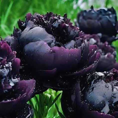 Creative Gardening on Instagram: "Black Peonies 💜🖤 Via Krissy Anne Waters" Black Peonies, Orchid Plant Care, Black Peony, Goth Garden, Planting Peonies, Black Thumb, Gothic Garden, Outdoor Deco, Flower Therapy