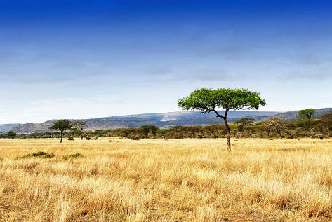 Savannah Grasslands, Savannah Africa, Savanna Biome, Safari Scene, Serengeti Tanzania, Travel Quiz, African Plains, Tanzania Travel, Serengeti National Park