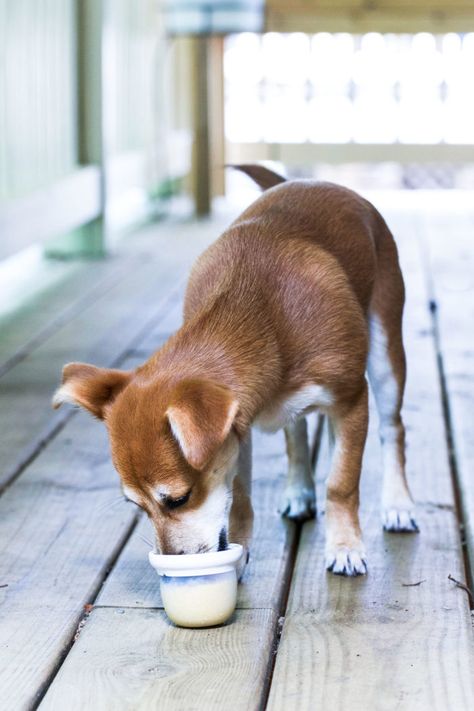 Dairy-free Frozen Dog Treats- just 5 ingredients and 10 minutes for a healthy and refreshing treat that your dog will love! (grain-free) Frosty Paws, Frozen Dog Treats, Frozen Dog, Puppy Party, Crazy Dog, Back In The Day, Grain Free, Dog Treats, Dog Days