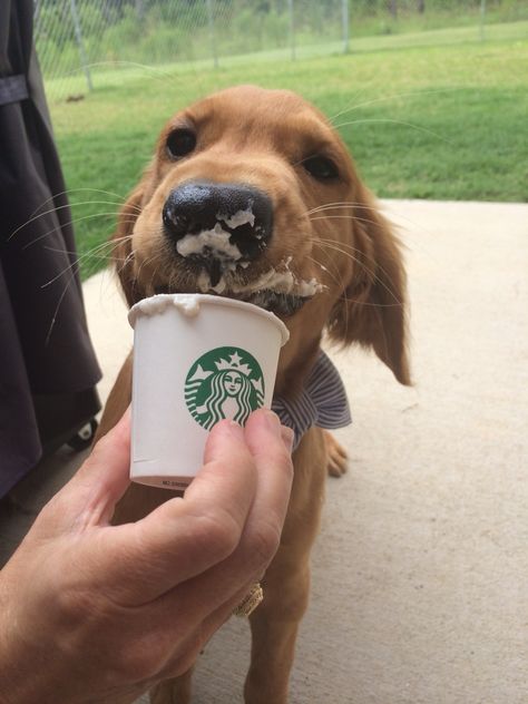 You have something on your snout... Starbucks puppaccino! Pup Cup, Human Design, Dog Design, Dog Training, Mood Board, Dogs, Animals