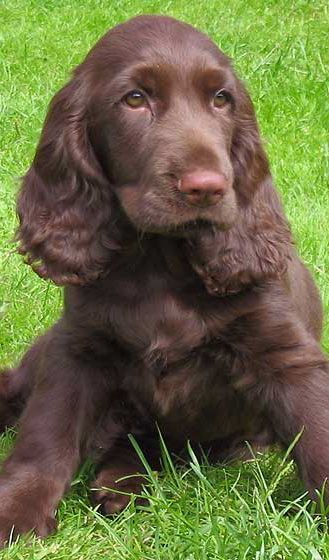 100+ Best Field Spaniel Dog Names Chocolate Cocker Spaniel, Dog Name Ideas, Dogs Hunting, Dog Spaniel, Sprocker Spaniel, Field Spaniel, Female Dog Names, Boykin Spaniel, Every Dog Breed