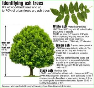 Ash trees ID - young sprout along V fence line Green Ash Tree, Maple Tree Landscape, Custom Backyard, Broadleaf Evergreen, Tree Id, Urban Tree, Tree Identification, Tree Drawings Pencil, Sacred Plant