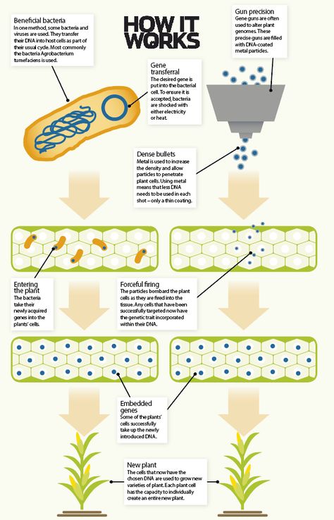 Genetically Modified Organisms, Lab Image, Selective Breeding, Good Traits, Genetically Modified, Beneficial Bacteria, Science Lab, Biotechnology, Growing Food