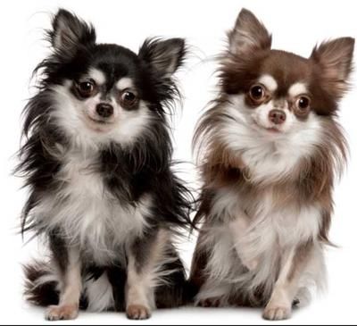 Chihuahua Training, Long Haired Chihuahua, Cute Chihuahua, Chihuahua Love, Best Dog Breeds, Chihuahua Puppies, Chihuahua Dogs, Little Dogs, 귀여운 동물