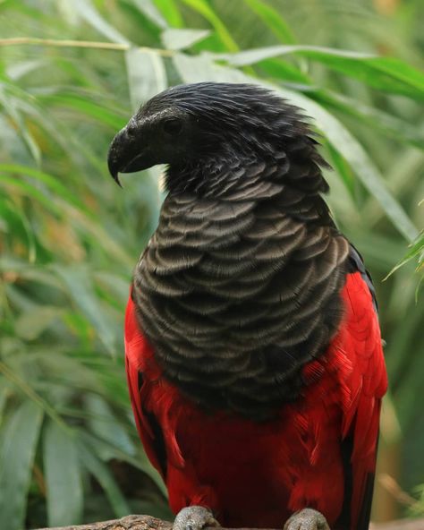 Dracula Parrot, Real Goth, Black Parrot, Bright Photos, Animal Species, New Guinea, Birds Of Prey, Unique Animals, Dracula