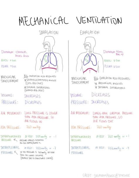 Mnemonics for Nursing Assessment of the Respiratory System. Description from pinterest.com. I searched for this on bing.com/images Respiratory System Worksheet, Ccrn Review, Respiratory Nursing, Respiratory Therapist Student, Nursing Respiratory, Respiratory Therapy Student, Nursing Mnemonics, Nurse Study Notes, Mechanical Ventilation