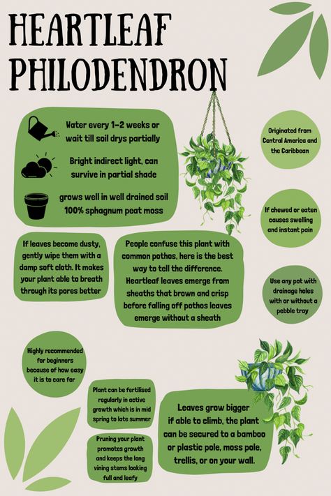 Heart Leaf Philodendron Drawing, Heart Philodendron Plant, Heartleaf Philodendron Care, Heart Leaf Philodendron Care, Preppy Plants, Philodendron Care Tips, Philodendron Heartleaf, Philodendron Plant Care, Philodendron Varieties