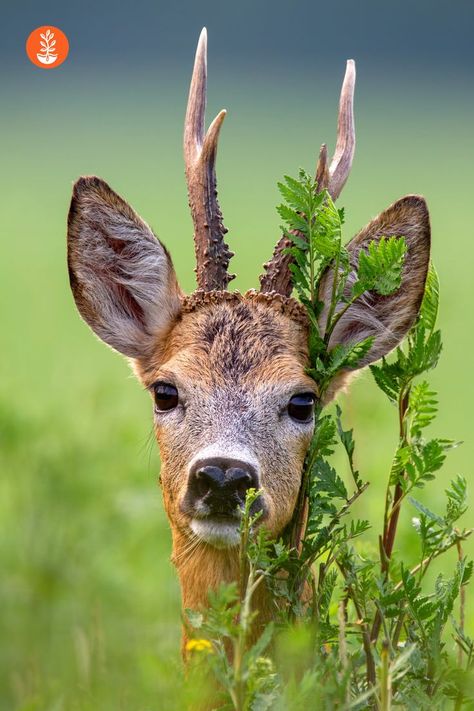 Deer Photography, Deer Photos, Deer Painting, Deer Buck, Roe Deer, British Wildlife, A Deer, Deer Head, Arte Animal