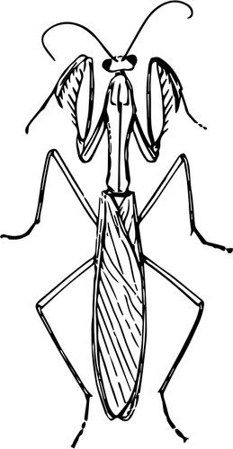 Praymantis Drawing, Bug Drawings Simple, Praying Mantis Tattoo Simple, Praying Mantis Illustration, Bug Sketches, Mantis Illustration, Bug Drawing, Mantis Tattoo, Insect Drawing