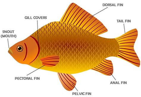 Learning the vocabulary for parts of a fish Parts Of A Fish, British And American Words, Human Body Vocabulary, Fish Anatomy, Children's Day Poster, Crab Crafts, Tell Us About Yourself, Kindergarten Pictures, American Words