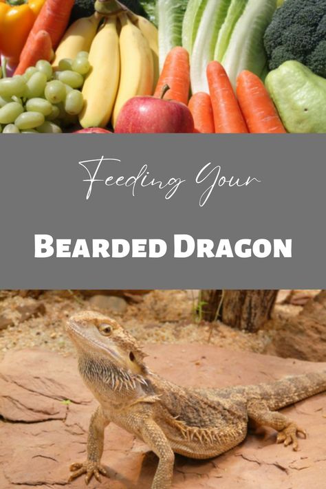 A graphic reading "Feeding your bearded dragon" depicts an image of fruits and vegetables on top and a bearded dragon on bottom. Bearded Dragon Feeding, Cute Animal Pfp, Bearded Dragon Terrarium Ideas, Dragon Terrarium, Pet Halloween Costume, Animal Pfp, Dragon Facts, Pet Aesthetic, Bearded Dragon Diy