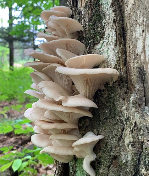 Sherrie on Instagram: “Oyster season is only a few months away! This is my go-to tree. Right now it’s covered in snow but I can’t stop thinking about what’s to…” Longevity Diet, Mushroom Pictures, Blemish Remover, Mushroom Fungi, Concrete Art, Wild Food, Mushroom Art, Pretty Plants, Stop Thinking