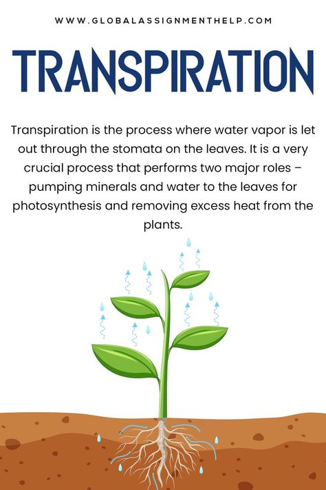 Transpiration is the process of water movement through a plant and its evaporation from aerial parts, such as leaves, stems and flowers. Water is necessary for plants but only a small amount of water taken up by the roots is used for growth and metabolism. The remaining 97–99.5% is lost by transpiration and guttation. Gcse Biology Revision Notes, Botany Notes, Micro Biology, Biology Revision Notes, Biology Topics, Plant Field, Notes Biology, Microbiology Study, Learn Biology