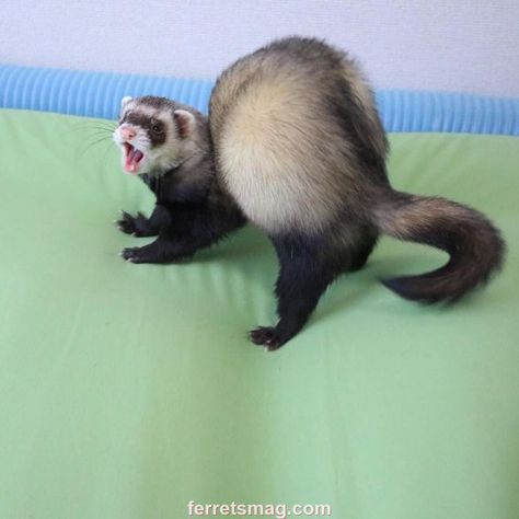 Ferret Breeds, Ferrets Care, Pet Ferret, Long Cat, Cute Ferrets, Silly Animals, Crazy Dog, Animals Of The World, Exotic Pets