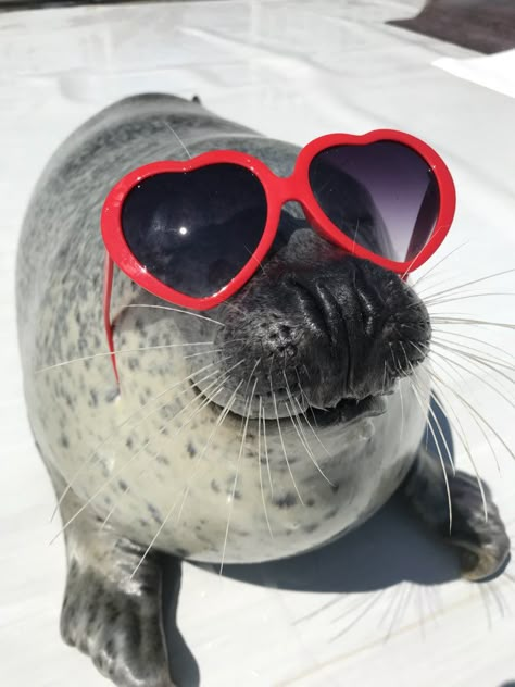 Silly Seal, Funny Seals, Harp Seal, Cute Seals, Baby Seal, Sea Lion, Silly Animals, Silly Goofy, Ocean Creatures