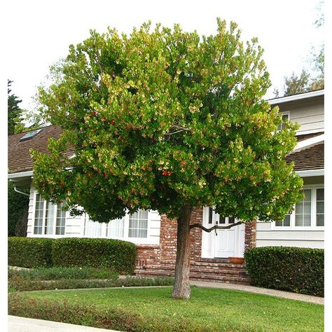 Arbutus unedo - Single Trunk - Forms We Grow - Boething Treeland Farms Arbutus Marina, Arbutus Unedo, Strawberry Tree, Specimen Trees, Tropical Tree, Tree Images, How To Attract Birds, Garden Centre, Tree Care