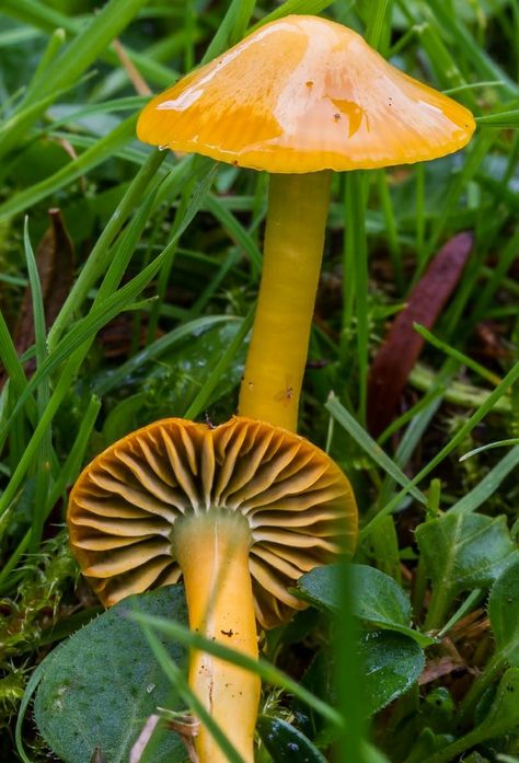 Parrot waxcap Parrot Waxcap, Slime Mould, Mother Earth, Slime, Parrot, Stuffed Mushrooms