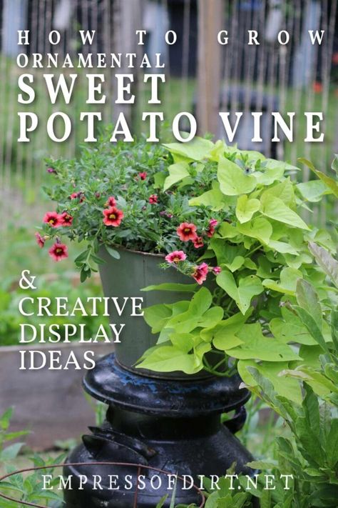 Sweet potato vine is very easy to grow and perfect for an eye-catching, trailing display in flower pots and hanging baskets, or growing directly in the garden as an annual ground cover. You can also propagate cuttings, overwinter the plants, or grow them indoors as houseplants. Potato Vines In Pots, Sweet Potato Vine Planter, Sweet Potato Plant Vine, Potato Vine Planters, Creative Display Ideas, Potato Plant, Sweet Potato Plant, Growing Sweet Potatoes, Garden 2023