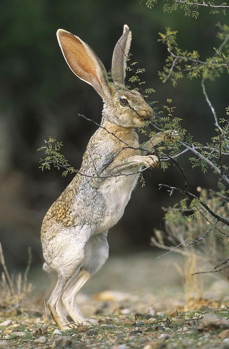 Hare Pictures, Cute Animal Tattoos, Wild Hare, Tattoo Nature, Nature Aesthetics, Wild Rabbit, Rabbit Eating, Jack Rabbit, Rabbit Art