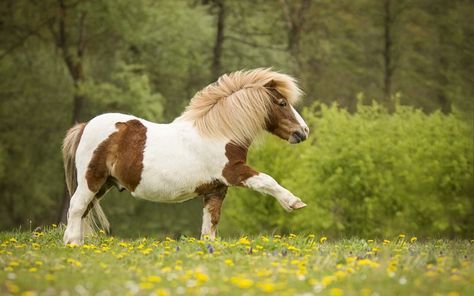 Pony, small horse, forest, green grass, cute animals, horses Shetland Ponies, Horse Background, Miniature Ponies, Horses Foals, Cute Animals With Funny Captions, Buy A Horse, Horse Poses, Pony Breeds, Animals Wallpapers