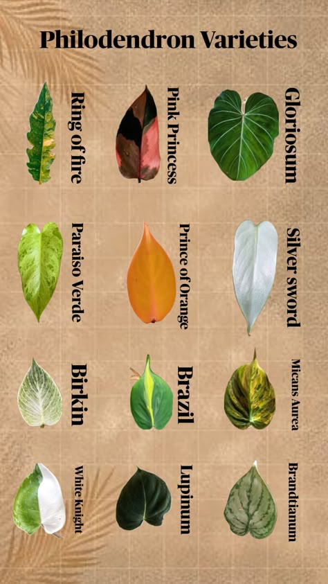 Philodendron Varieties, Types Of Houseplants, Philodendron Plant, Weird Plants, Household Plants, Plant Care Houseplant, Inside Plants, Growing Plants Indoors, Plant Identification