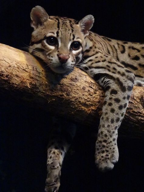 Ocelot Cat, Cheetah Pictures, Small Wild Cats, Ocicat, Spotted Cat, Wallpaper Cat, Tattoo Cat, Cat Anime, Aesthetic Cat