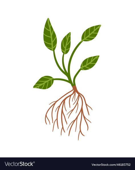 Roots Illustration, Roots Drawing, Brown Leaves, Plant Drawing, Plant Roots, Vector Hand, Disney Drawings, Transparent Png, Green Leaves