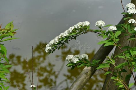 Reeves spirea ( Spiraea cantoniensis ) flowers. stock photo Reeves Spirea, Photo Flowers, Photo Image, Stock Photos, China, Flowers