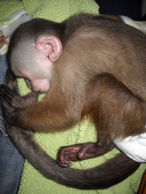 Baby Monkey For Sale, Capuchin Monkey Pet, Pet Monkey For Sale, Capuchin Monkeys, Monkeys For Sale, Tiny Monkey, Capuchin Monkey, Pet Monkey, Baby Monkey