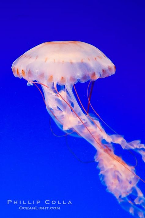 Purple-striped jelly., Chrysaora colorata, natural history stock photograph, photo id 14923 Strange Sea Creatures, Beautiful Jellyfish, Glowing Jellyfish, Jellyfish Swimming, Jellyfish Photo, Weird Sea Creatures, Jellyfish Pictures, Jellyfish Art, 3 Fish