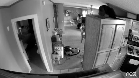 Our Black Cat Louis jumped a long distance between kitchen cupboards in this home security camera footage. Security Camera Aesthetic, Security Footage, Old Security Camera, Apartment Security Camera, House Camera Security, Security Camera Footage, Eye Twitching, Hidden House, Security Camera Installation