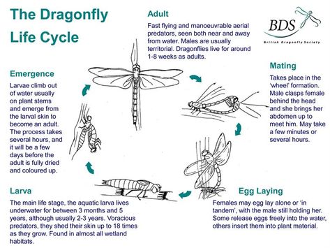 Wales Biodiversity Partnership - Dragonflies & Damselflies Dragonfly Life Cycle, Life Cycles Kindergarten, Insect Science, Life Cycles Preschool, Insect Anatomy, Insect Life Cycle, Science Life Cycles, Dragonfly Illustration, Animal Life Cycles