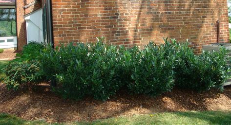 Otto Luyken Laurel, Laurel Shrub, Laurel Plant, Cherry Laurel, Prunus Laurocerasus, Evergreen Hedge, Evergreen Shrubs, Side Yard, House Landscape