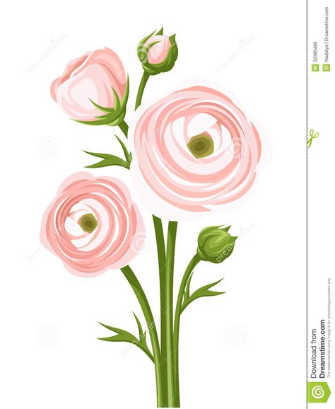 Ranunculus Vintage Illustrations | Pink Ranunculus Flowers. Vector Illustration. Stock Vector ... Pink Ranunculus, White Ranunculus, Ranunculus Flowers, Flowers Vector, Watercolor Flower Art, Easy Watercolor, Ranunculus, Flower Lover, Watercolor Cards