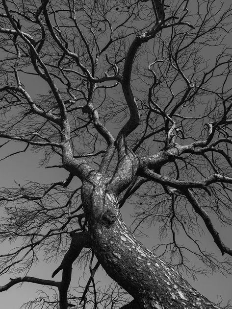 Leafless Tree, Tree Textures, Bare Tree, Black And White Tree, Black Tree, Tree Photography, Artist Portfolio, Tree Free, Photo Tree