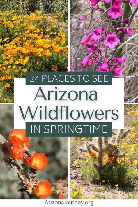 Native Arizona Flowers, Desert Wildflowers Arizona, Sunrise In Arizona, Arizona Wildflowers, Bearizona Wildlife Park, Superstition Mountains Arizona, Southwest Travel, Arizona Vacation, Books For Self Improvement