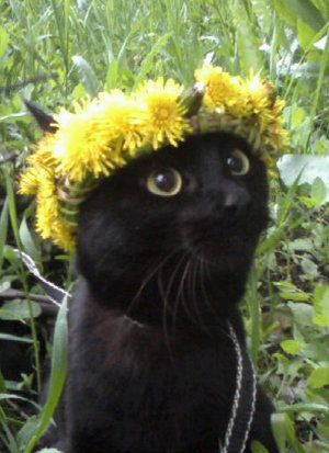 Cat Flowers, Black Kitten, Orange Cat, Beautiful Cat, Flower Child, My Cat, Cat Photo, Big Cats, Flower Crown