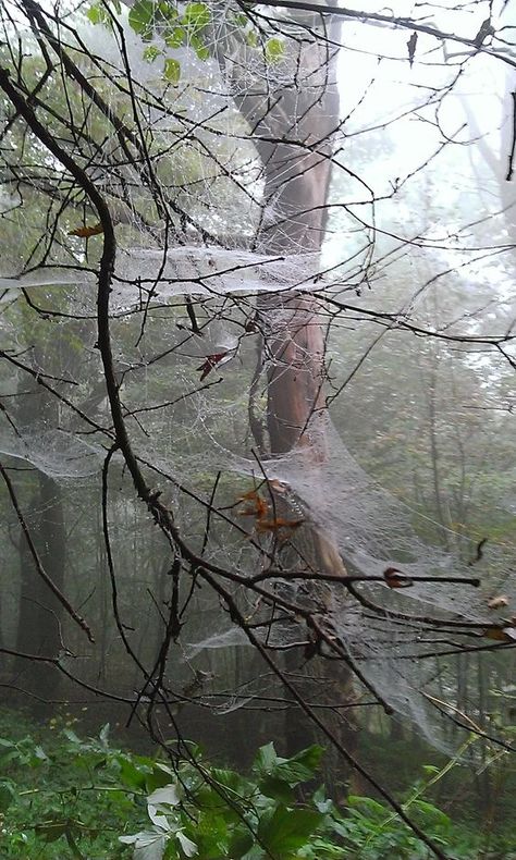 Creepy Spider, Spider Art, Spider Webs, White Magic, Gods Creation, Arachnids, The Spider, Into The Woods, Magic Spells