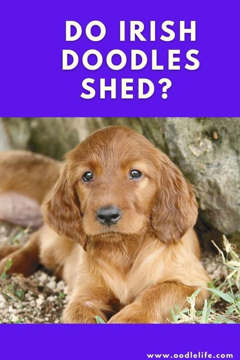 Irish Doodles are very low-shedding dogs. But even a non-shedding doodle dog WILL shed a small amount. Low Shedding Dogs, Irish Doodle, Non Shedding Dogs, Family Friendly Dogs, Puppy Facts, Smartest Dog Breeds, Top Dog Breeds, Doodle Puppy, Puppy Stuff