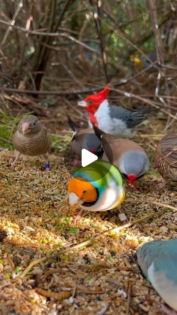 Torben Dehlholm - Tropical Aviary Birds on Instagram: "Lots of wonderful finches and softbills in outdoor bird aviary🤩 #birds #animals #bird #nature #animal #relax #aves #aviary #finches" Bird Aviary Ideas, Bird Aviary Ideas Outdoor, Aviary Ideas Outdoor, Tropical Aviary, Outdoor Bird Aviary, Aviary Birds, Bird Aviary, Doctor's Office, Finches